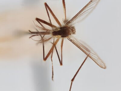 dorsal view of adult Aedes thibaulti