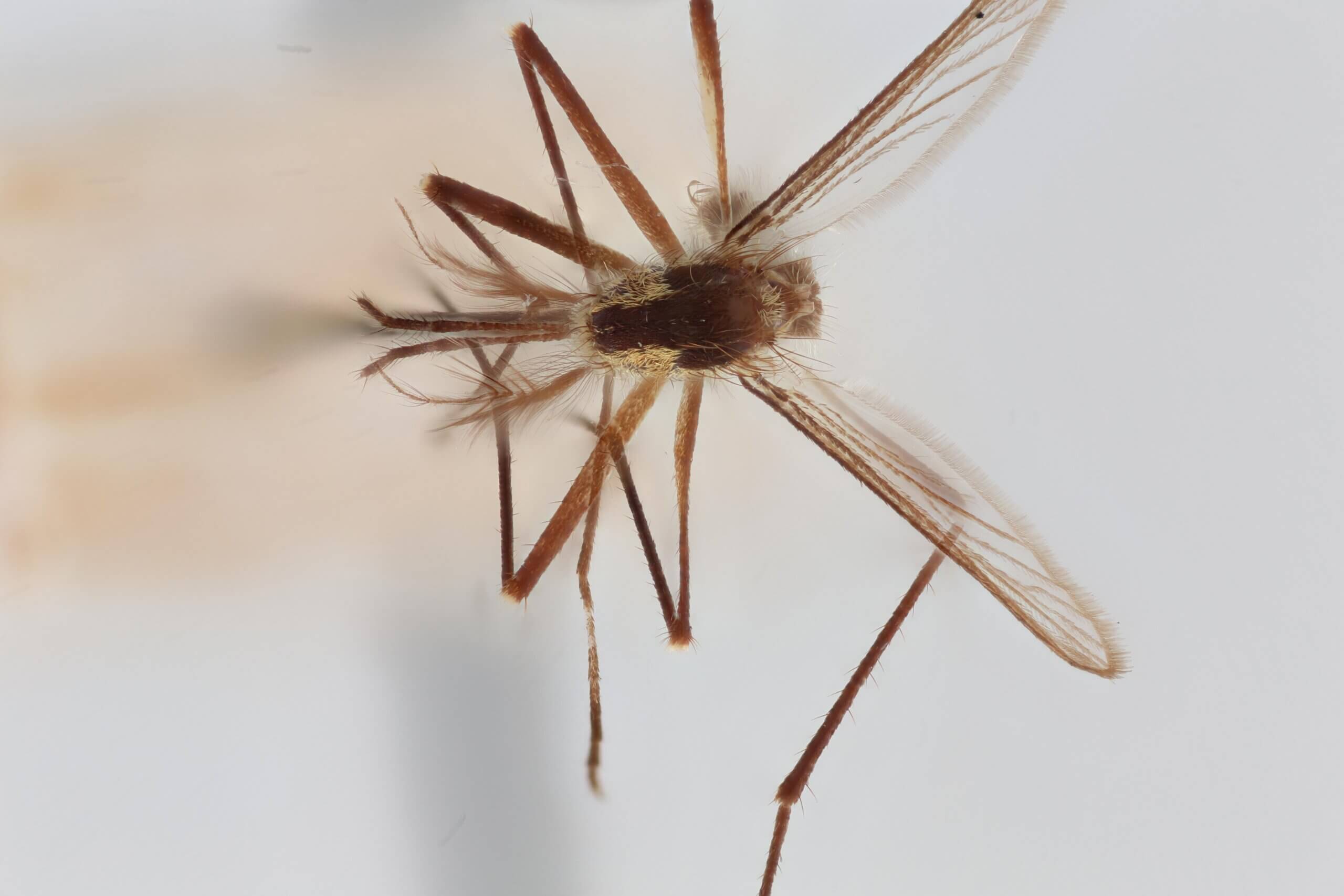 dorsal view of adult Aedes thibaulti