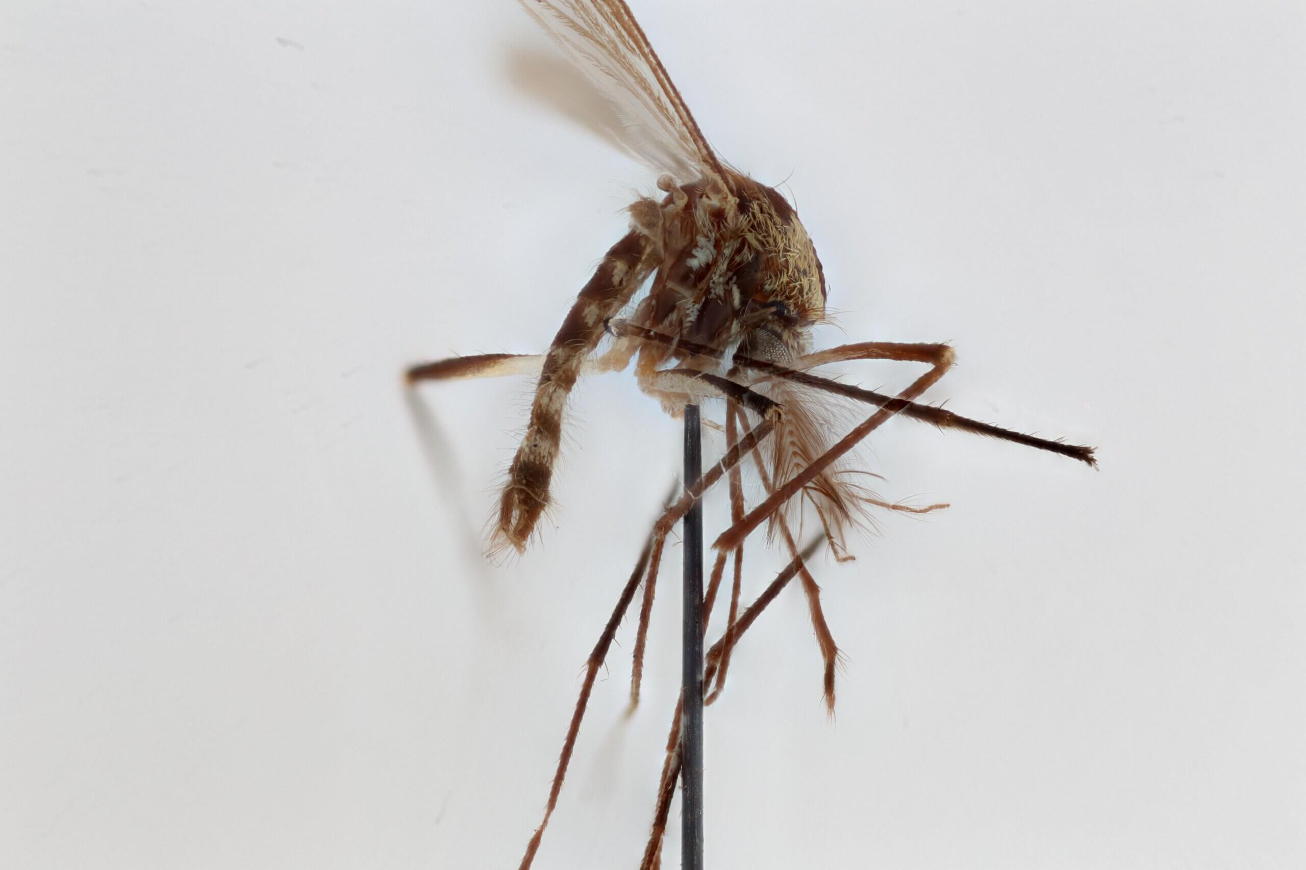 lateral view of adult Aedes thibaulti