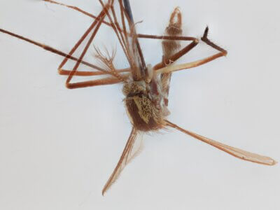 ventral view of adult Aedes thibaulti