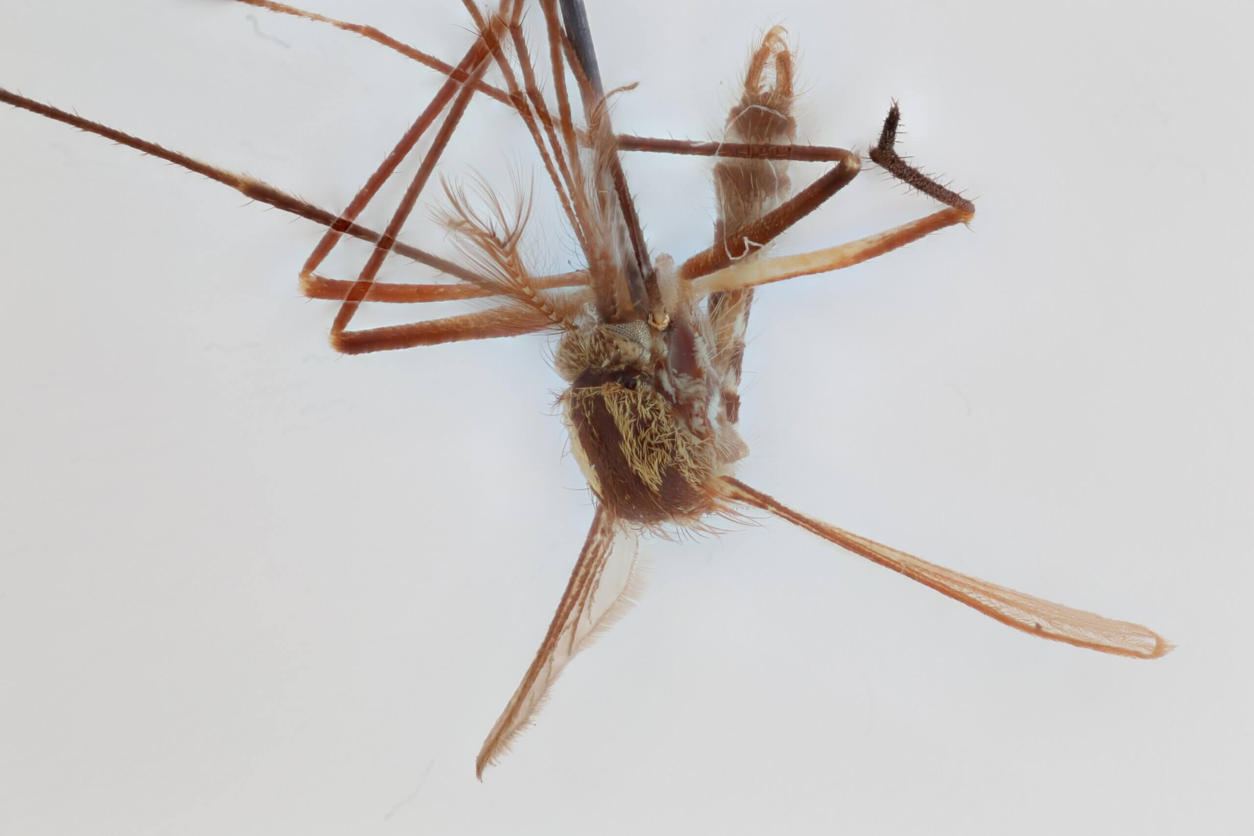 ventral view of adult Aedes thibaulti