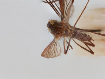 dorsal view of adult Aedes thibaulti