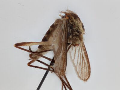 lateral view of adult Aedes thibaulti