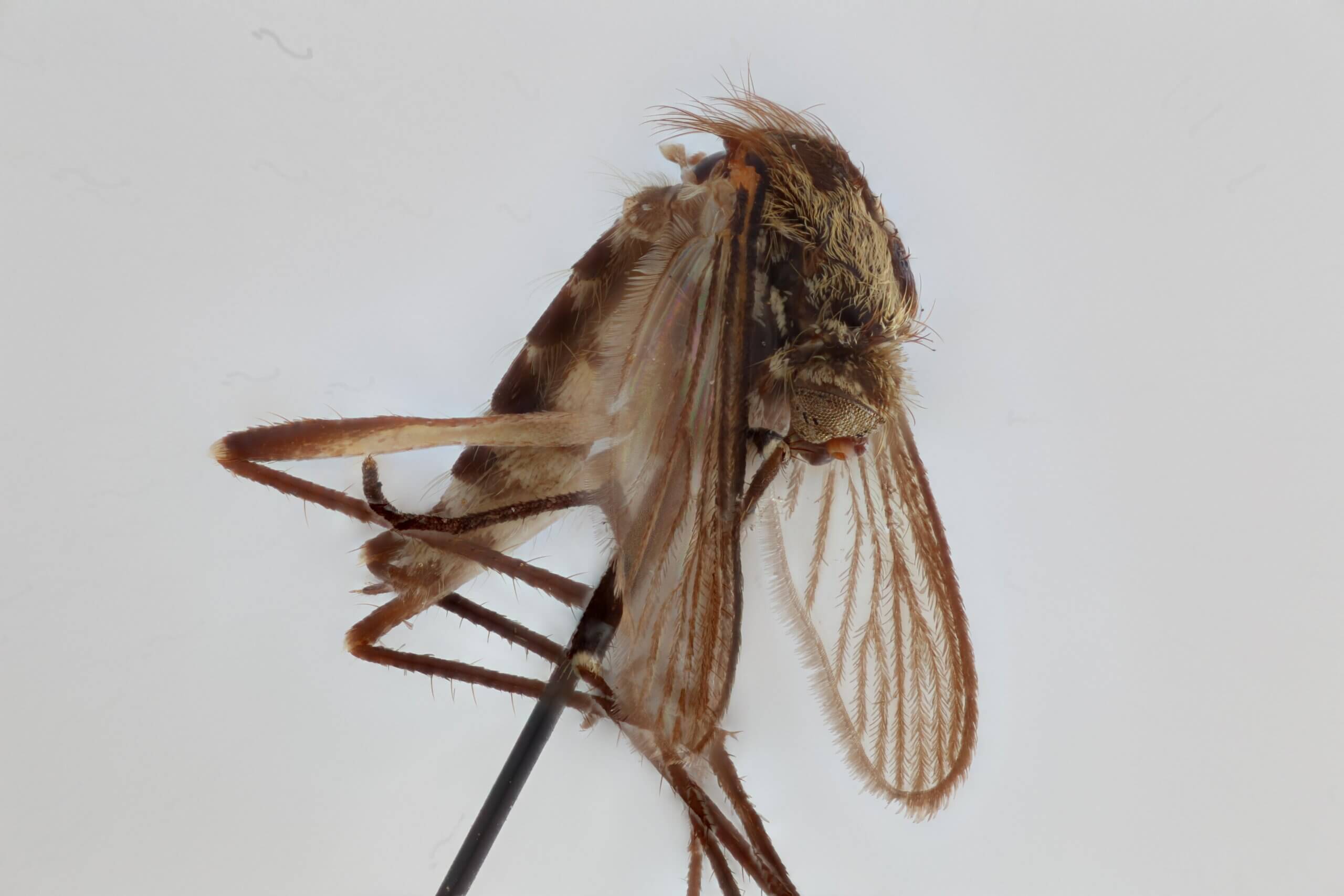 lateral view of adult Aedes thibaulti