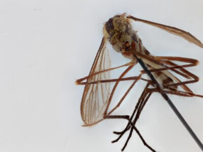 ventral view of adult Aedes thibaulti