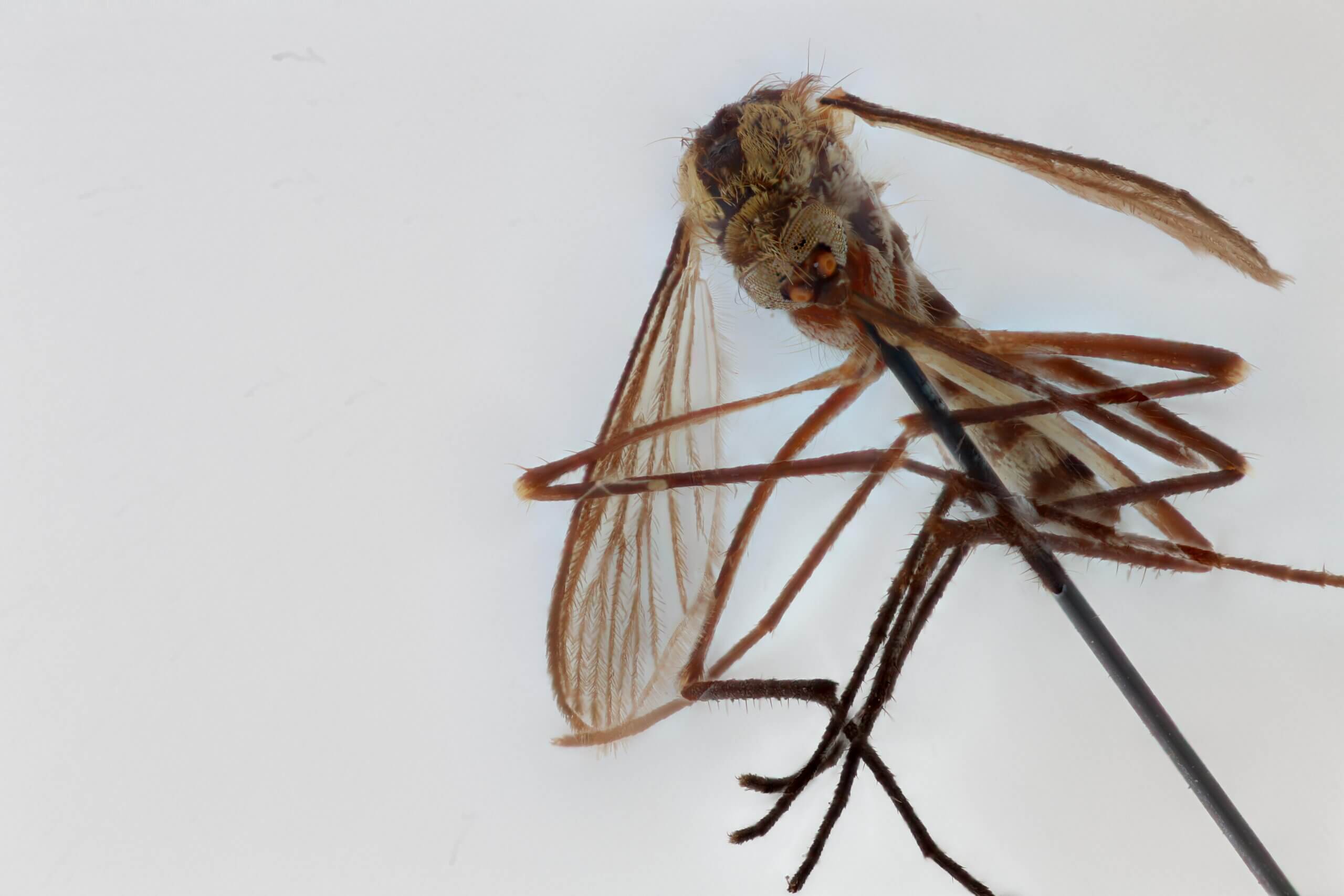 ventral view of adult Aedes thibaulti
