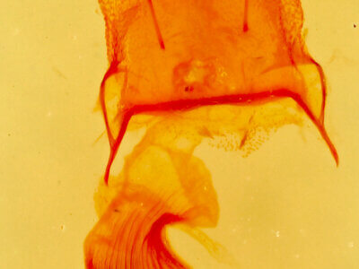 genitalia view of adult Eupithecia edna?