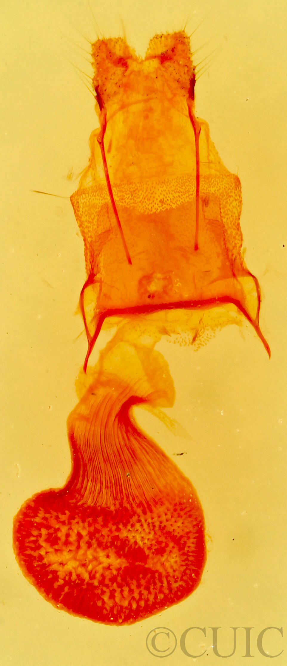 genitalia view of adult Eupithecia edna?