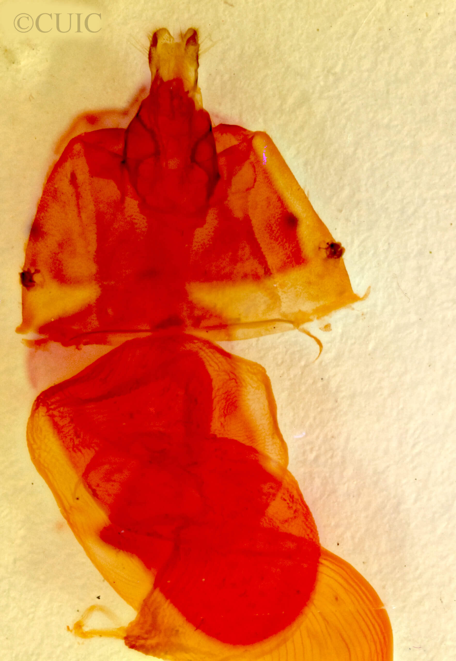 genitalia view of adult Loxagrotis ? herculeana