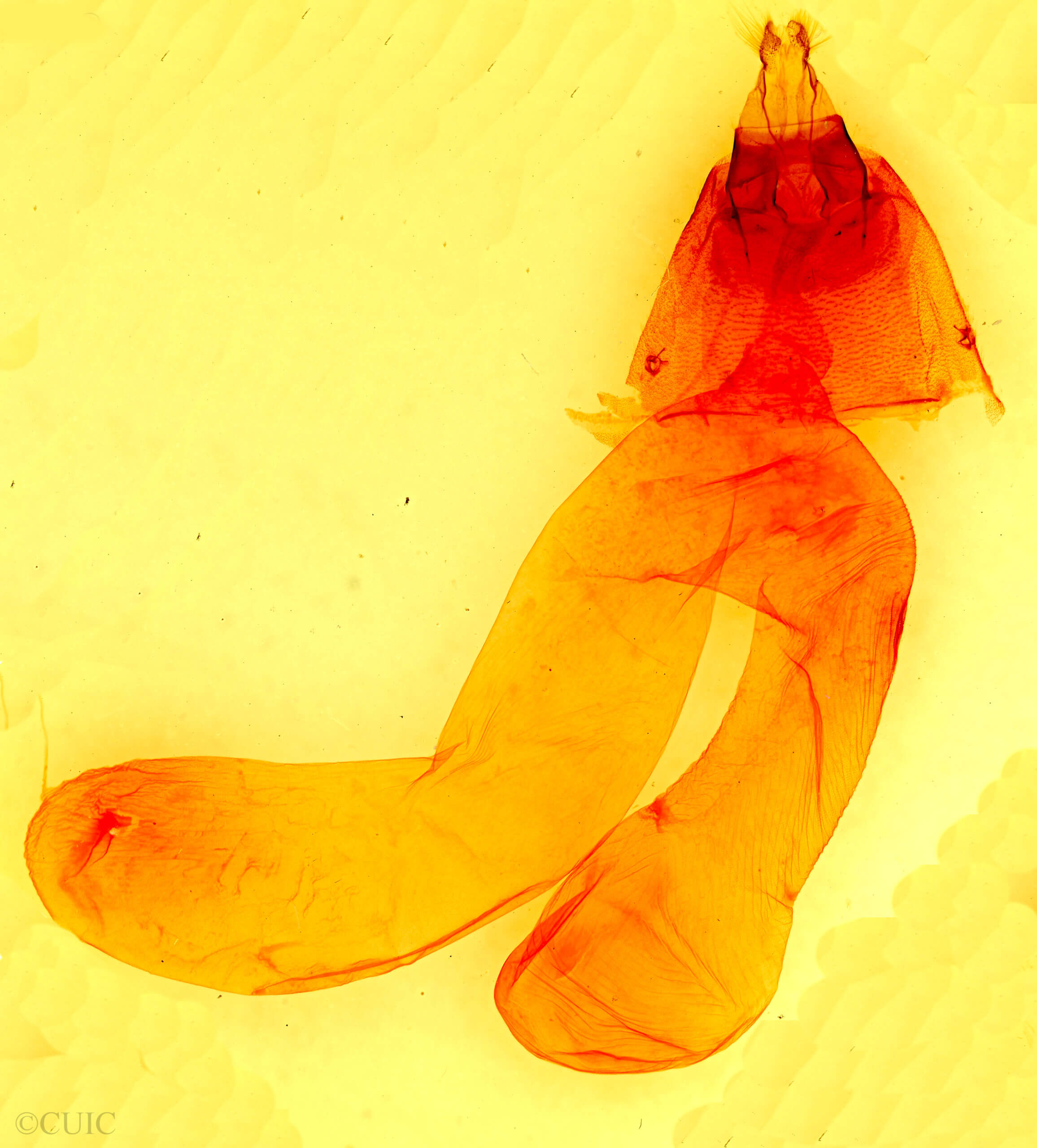 genitalia view of adult Dichagyris larga
