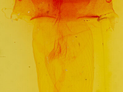 genitalia view of adult Acronicta brumosa group large