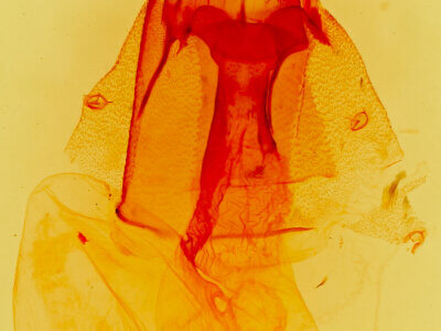 genitalia view of adult Orthodes sp.?