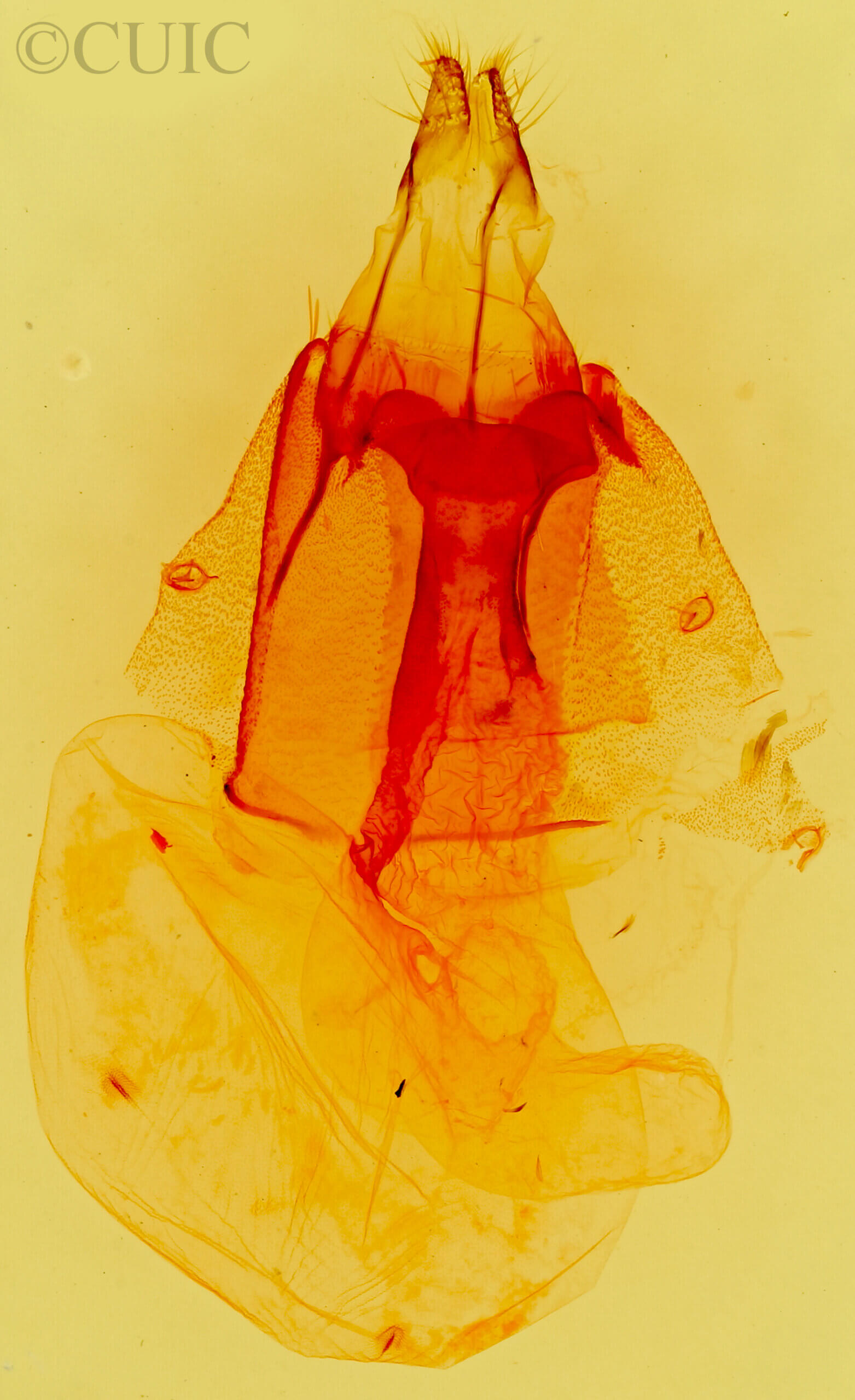 genitalia view of adult Orthodes sp.?