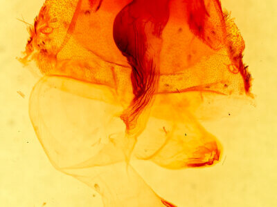 genitalia view of adult Orthosia flaviannula?