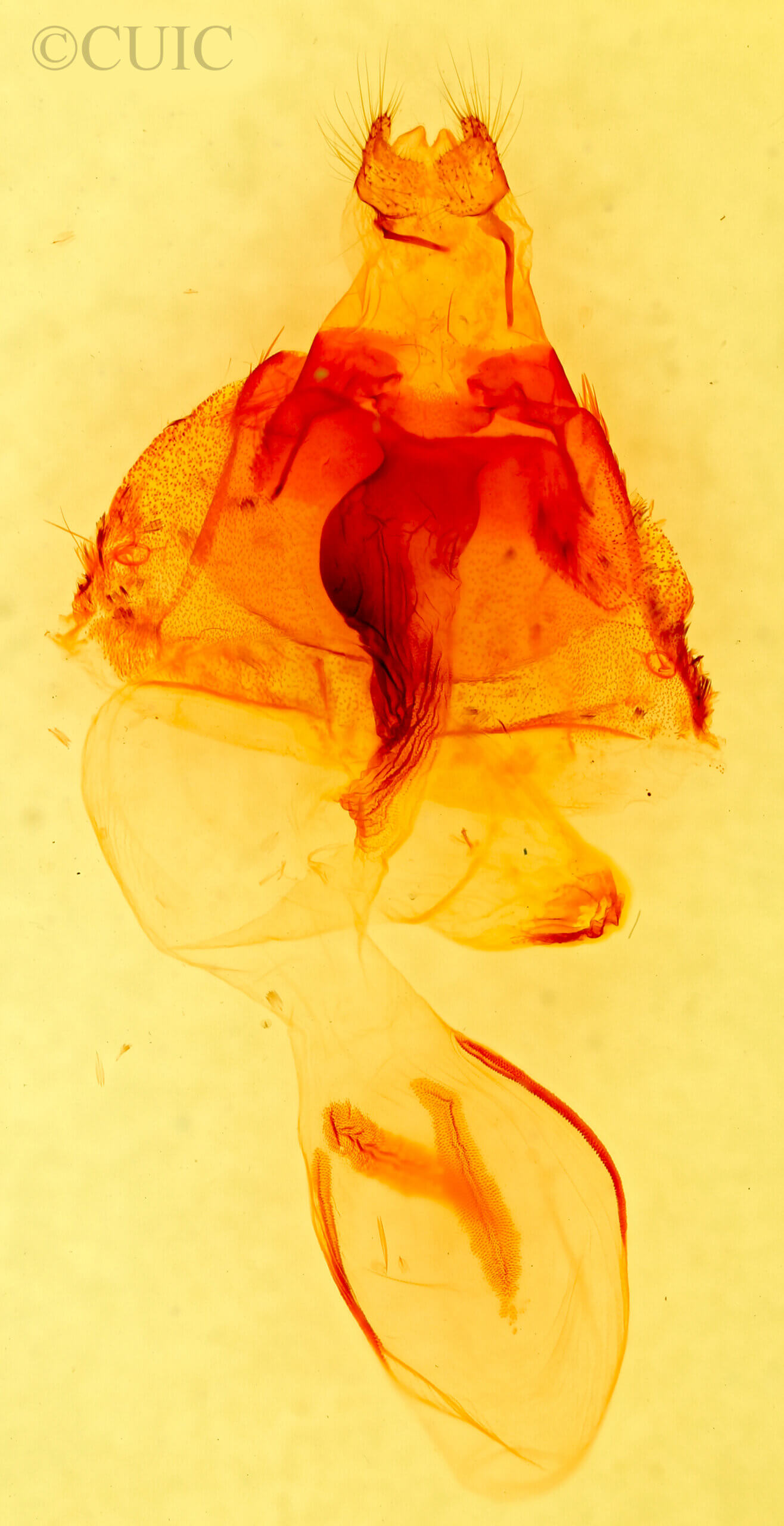 genitalia view of adult Orthosia flaviannula?