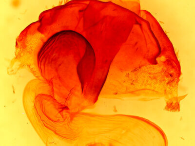 genitalia view of adult Orthosia pulchella?