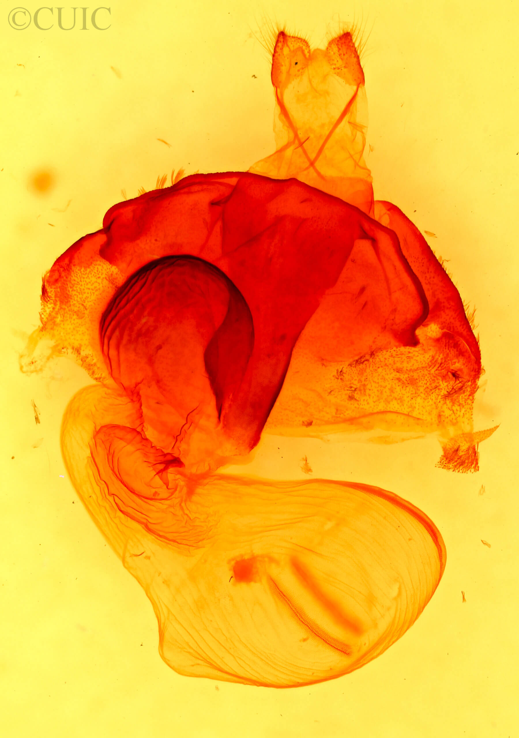 genitalia view of adult Orthosia pulchella?