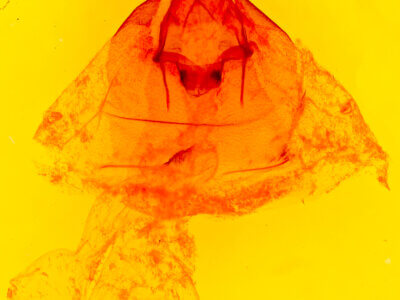 genitalia view of adult Eriopyga sp.