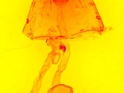 genitalia view of adult Eriopyga cristifera