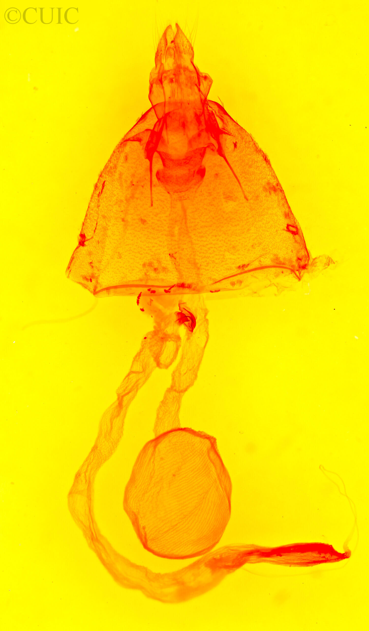 genitalia view of adult Eriopyga cristifera