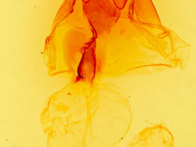 genitalia view of adult Eriopyga monilis ?