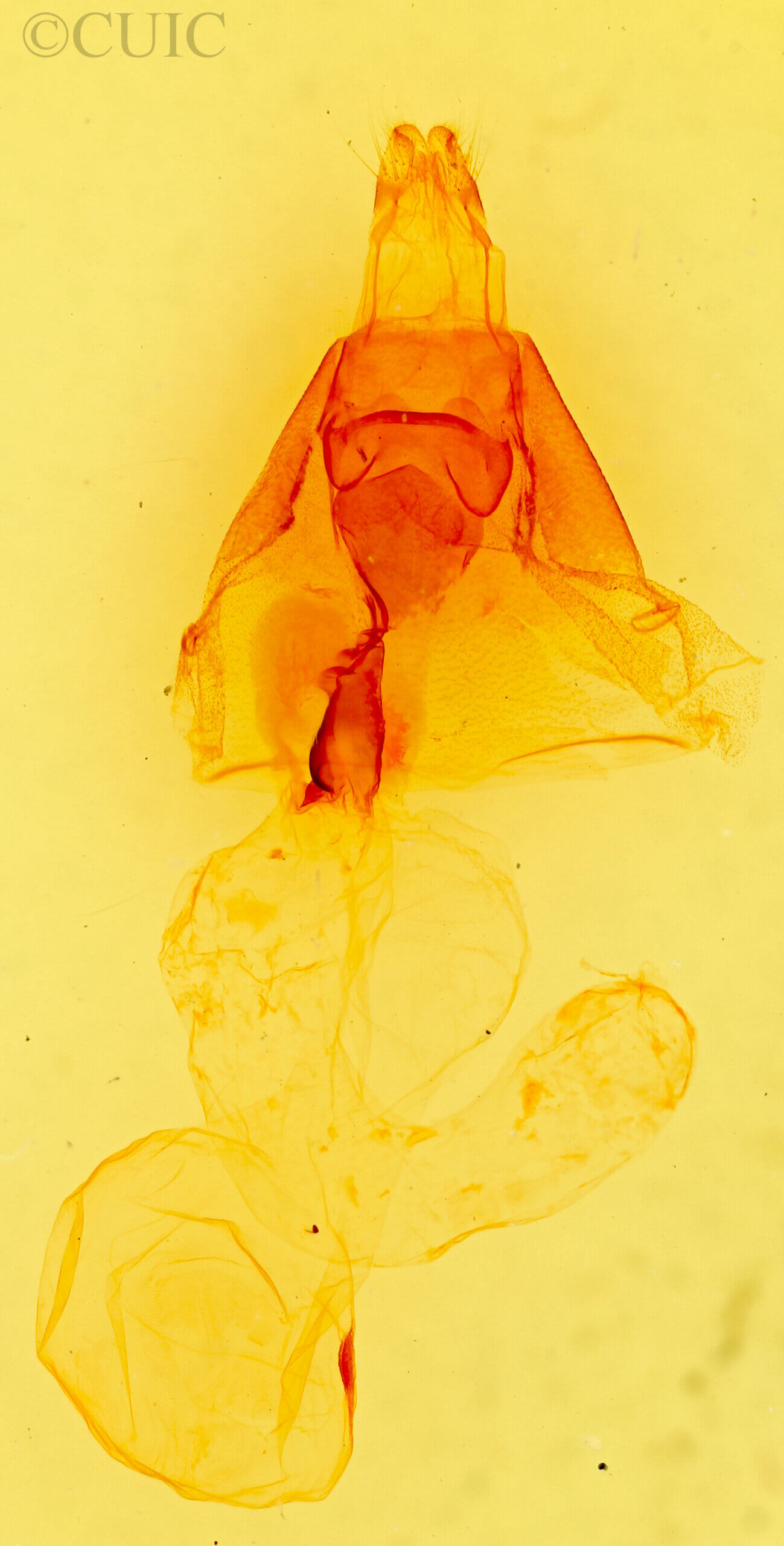 genitalia view of adult Eriopyga monilis ?
