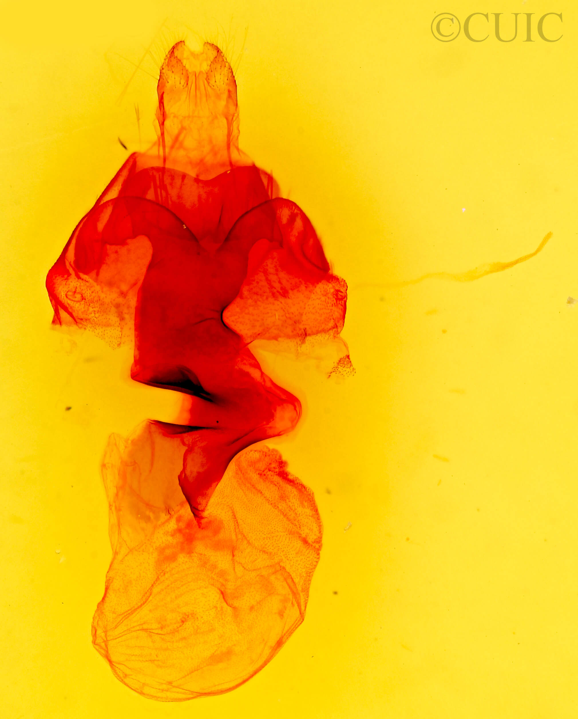 genitalia view of adult Hyssia degenerans