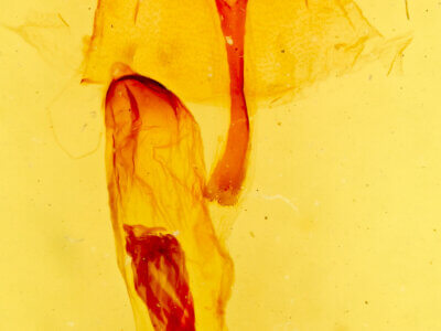 genitalia view of adult Platyperigea ? striate Big Bend 5458