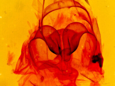 genitalia view of adult Crambidia sp.