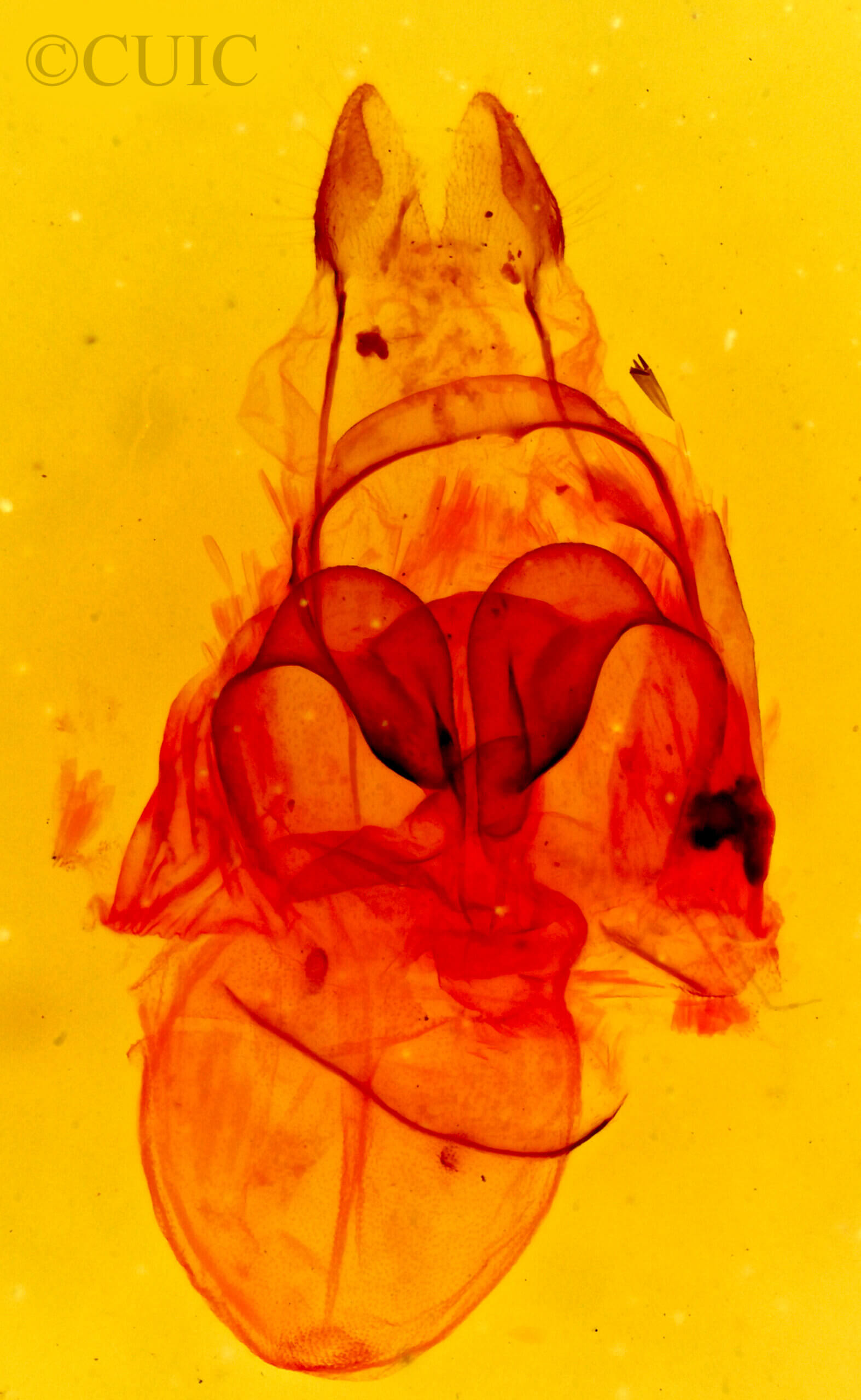 genitalia view of adult Crambidia sp.
