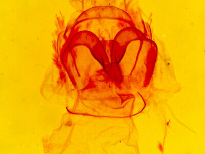 genitalia view of adult Crambidia sp.