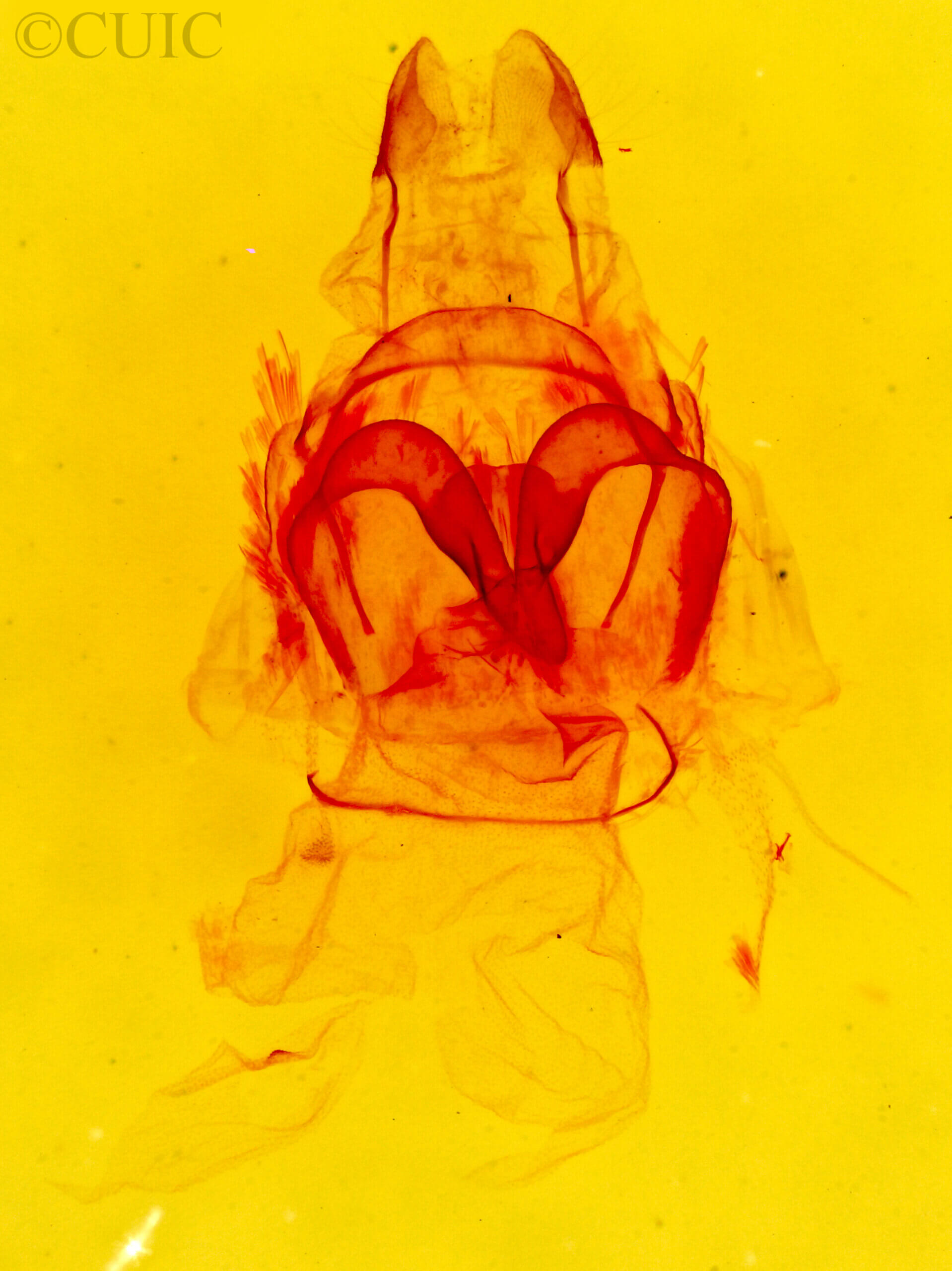 genitalia view of adult Crambidia sp.