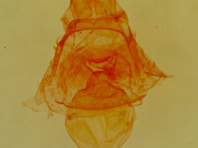 genitalia view of adult Crambidia sp.?