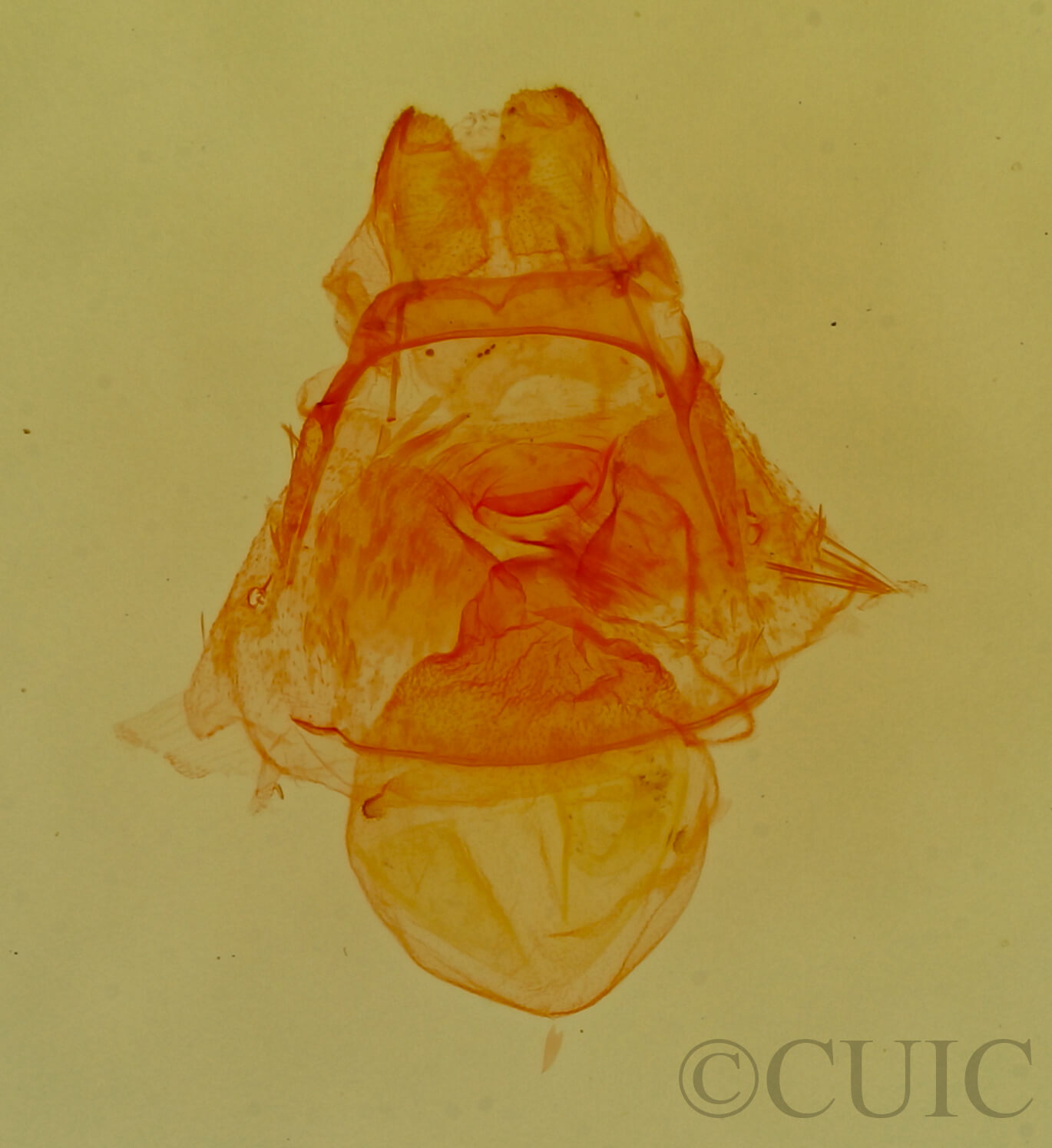 genitalia view of adult Crambidia sp.?