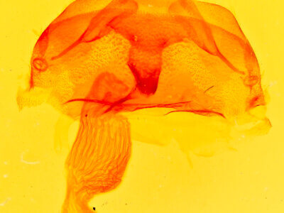 genitalia view of adult Abagrotis sp.