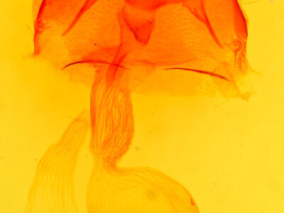 genitalia view of adult Abagrotis sp.