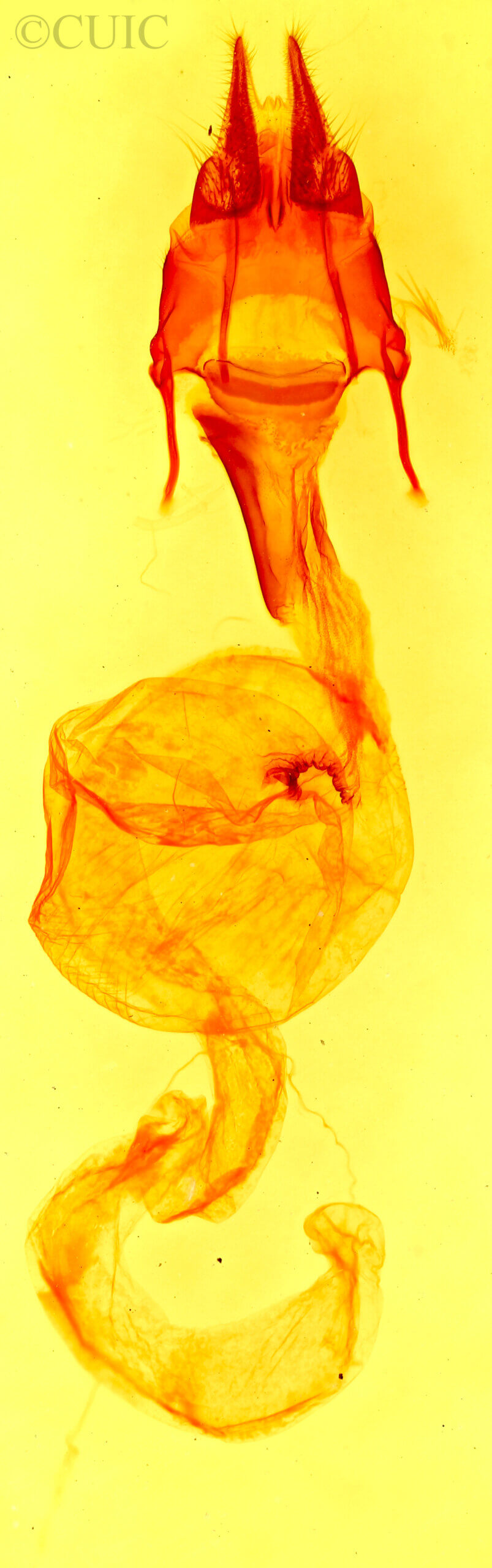 genitalia view of adult Trichorthosia sp.