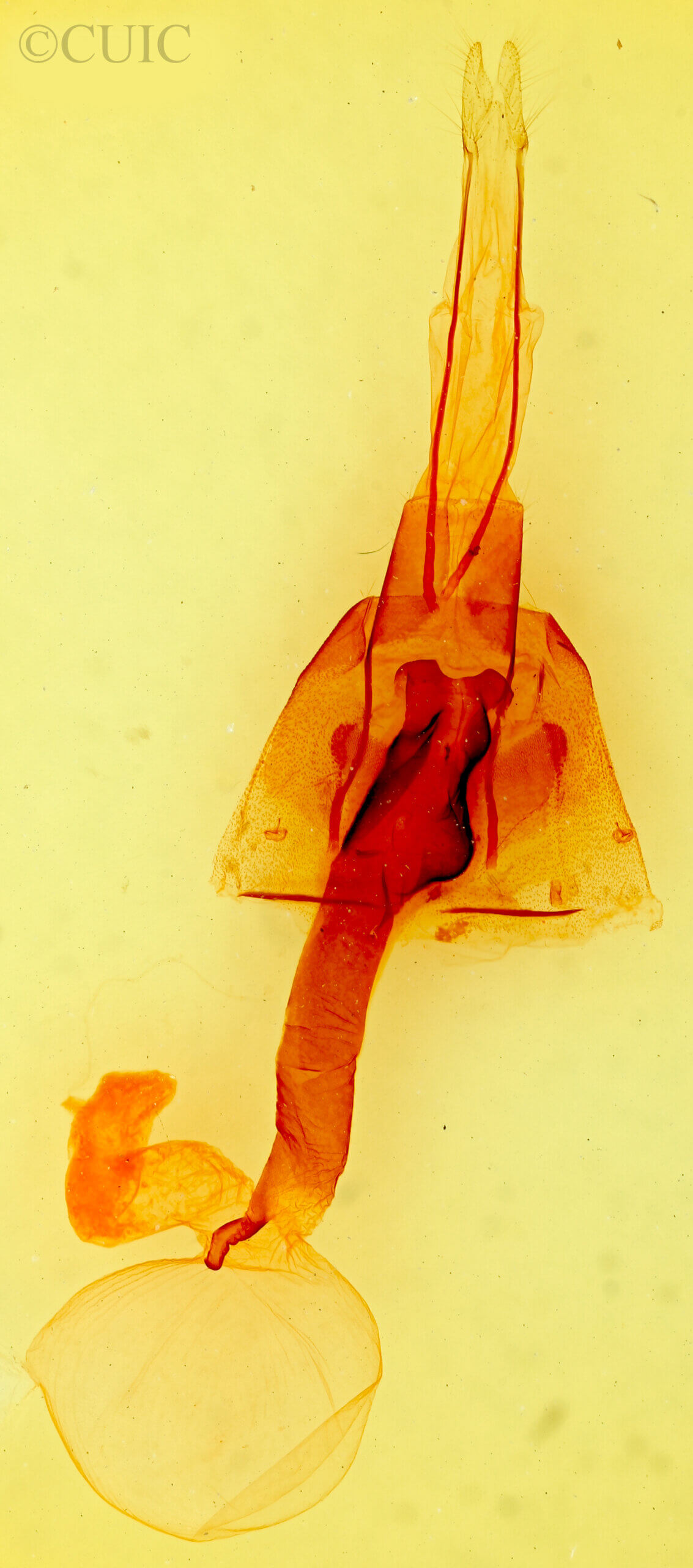 genitalia view of adult Lacinipolia sp.