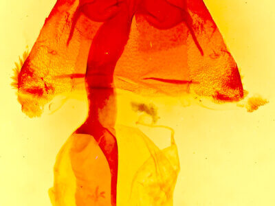 genitalia view of adult Homorthodes sp.