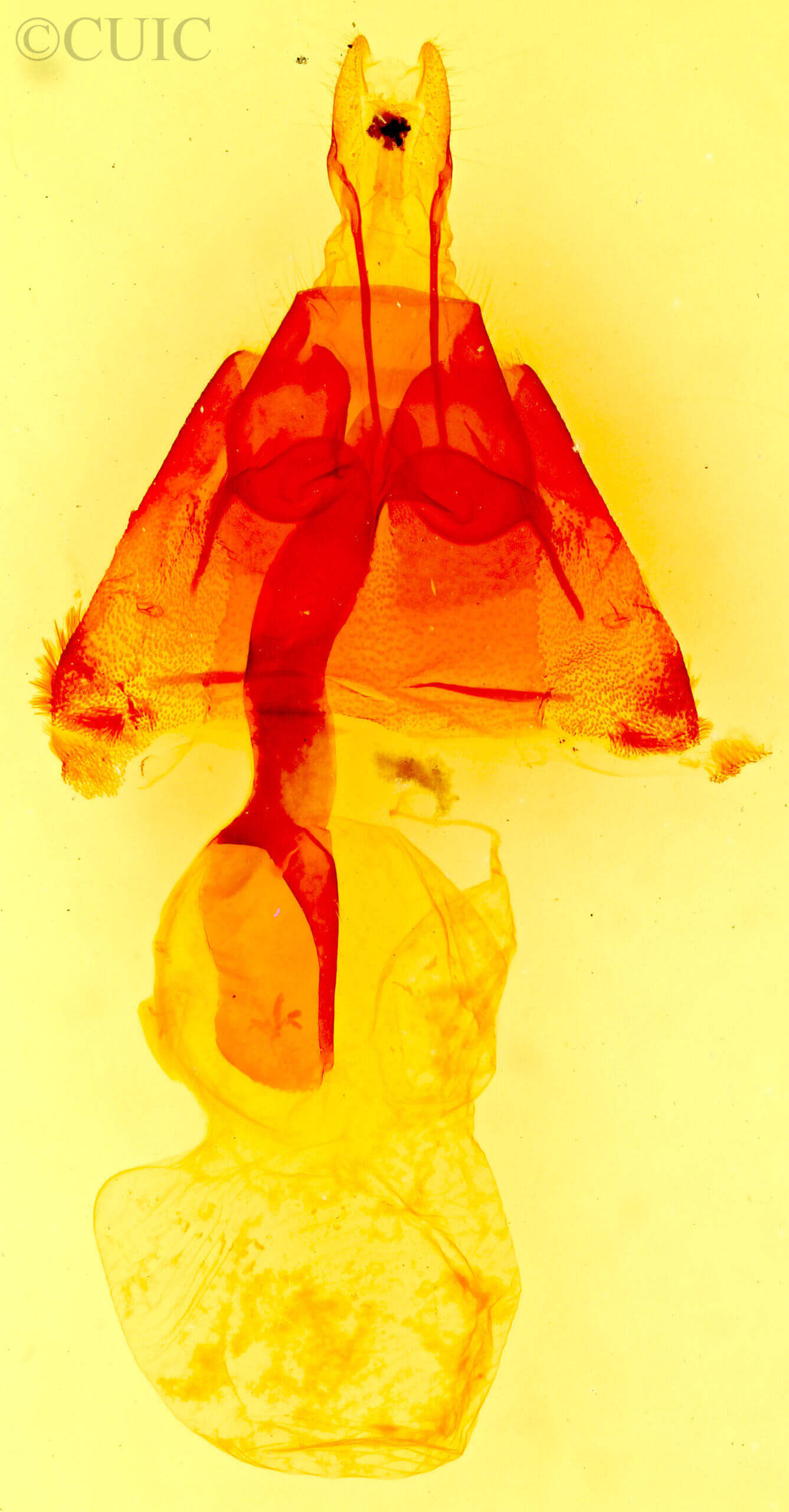 genitalia view of adult Homorthodes sp.