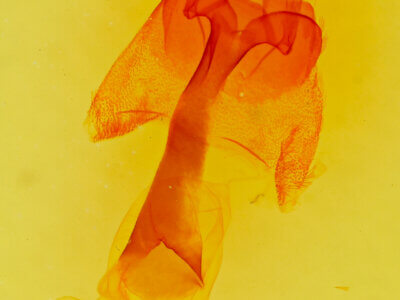 genitalia view of adult Homorthodes sp.