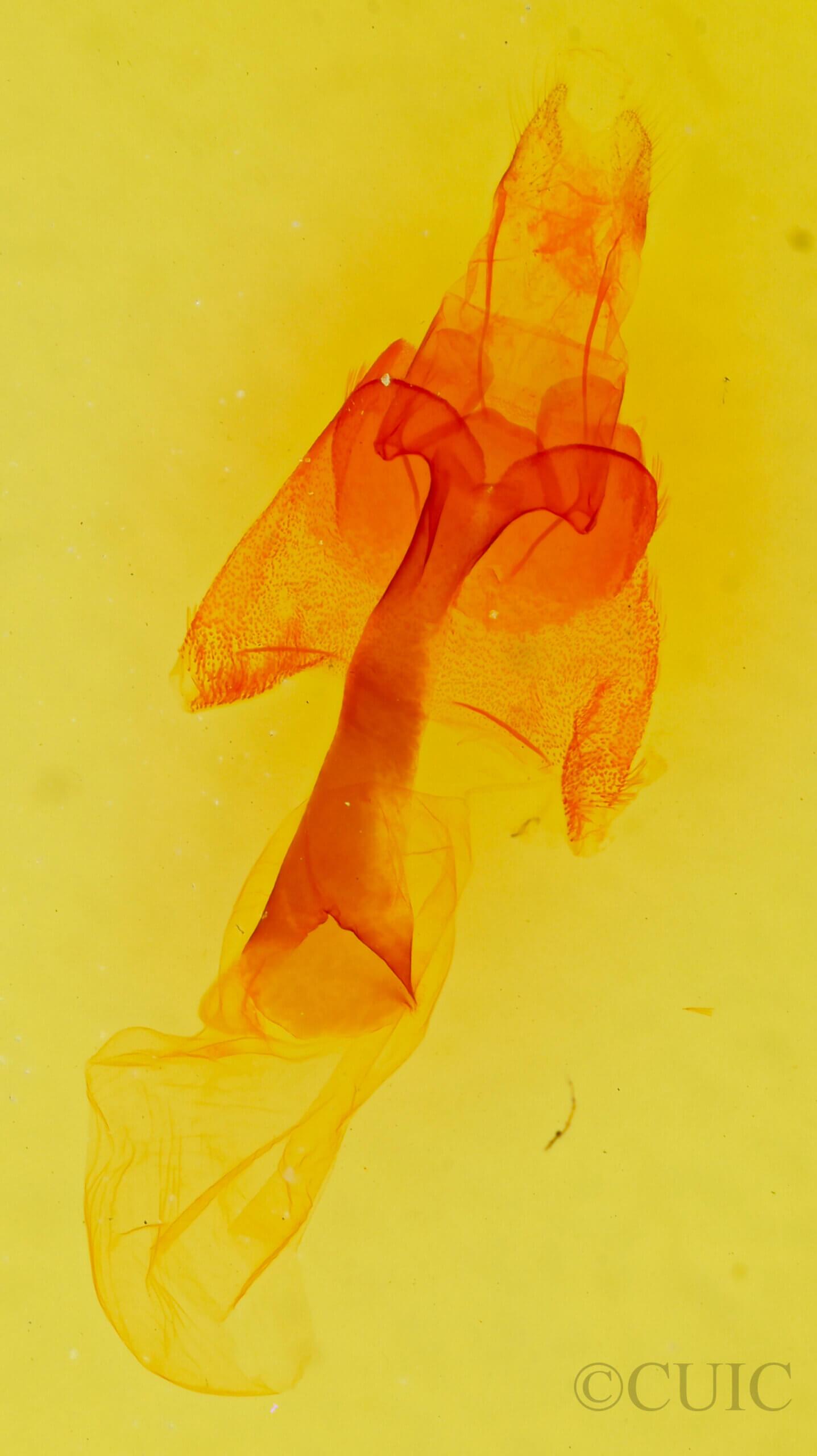 genitalia view of adult Homorthodes sp.
