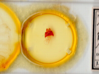 slide view of adult Datana n. sp. ? Ariz