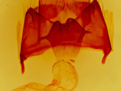 genitalia view of adult Datana n. sp. ? Ariz