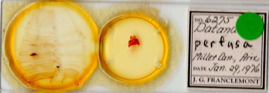 slide view of adult Datana n. sp. ? Ariz