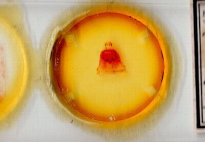 slide view of adult Paraeschra tortuosa