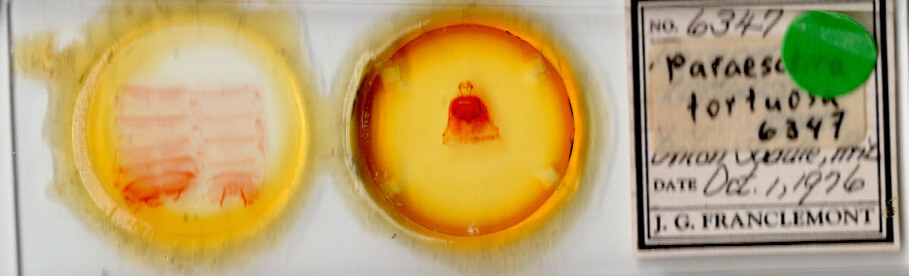 slide view of adult Paraeschra tortuosa