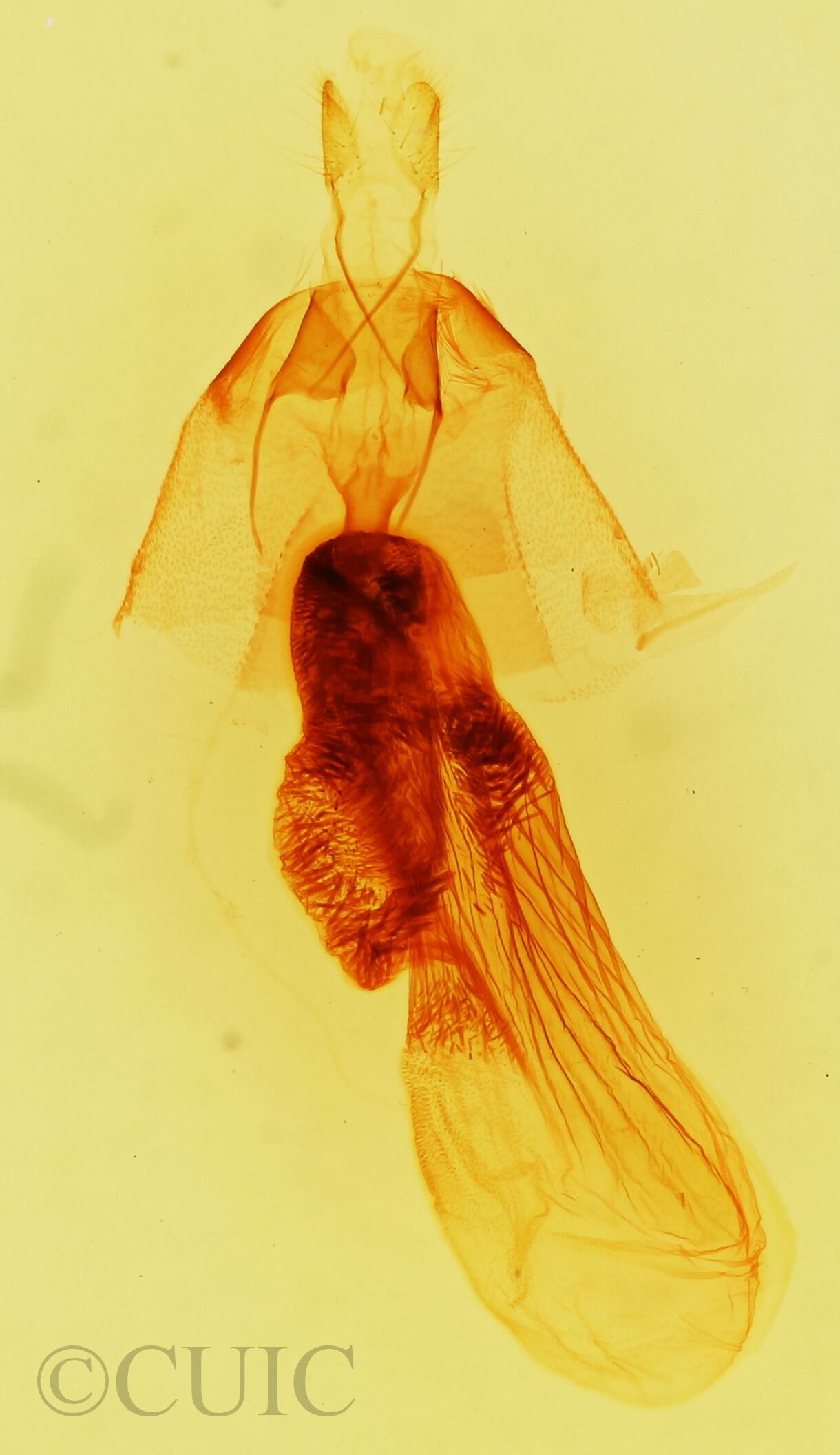 genitalia view of adult Ponometia bicolorata