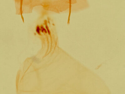 genitalia view of adult Homolagoa grotelliformis