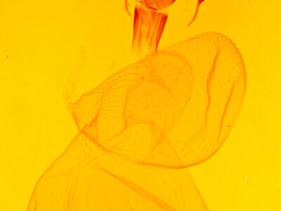 genitalia view of adult Xestia c-nigrum